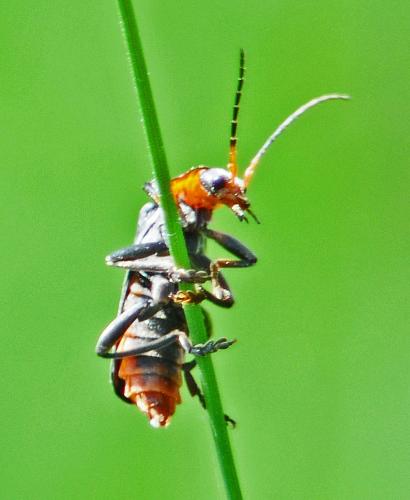 Cantharis fusca